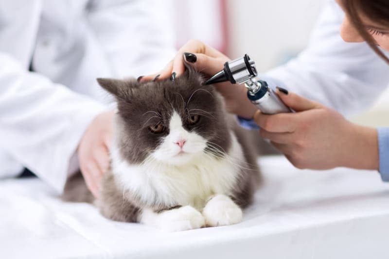 Ear Mites in Cats: Causes, Treatment & Prevention Ear Mites in Cats: Causes, Treatment & Prevention