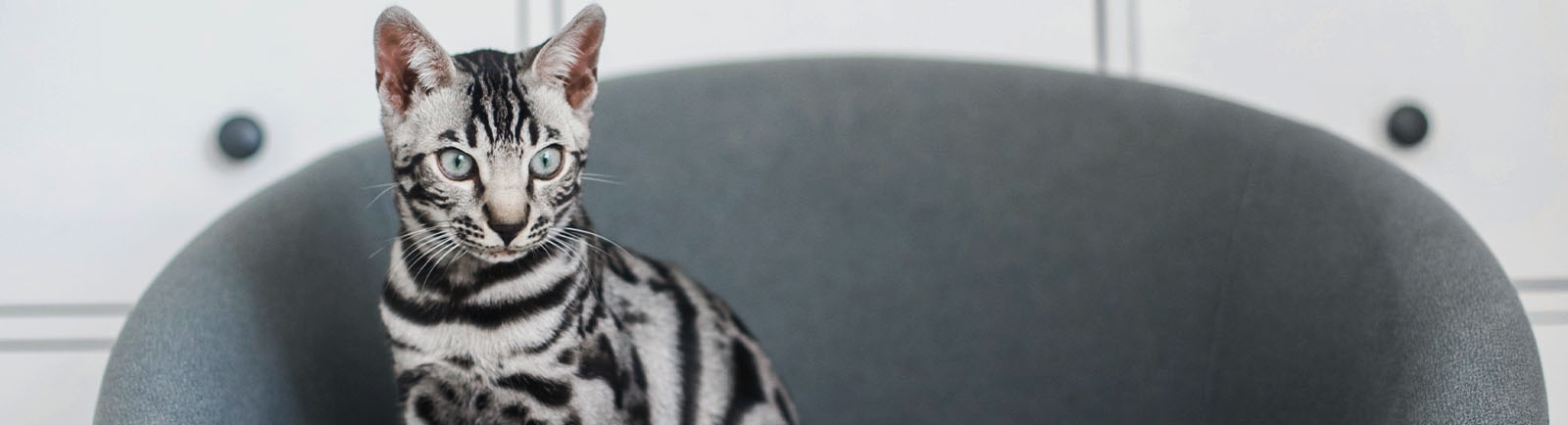 Meadow Vista Veterinary Clinic Meadow Vista Veterinary Clinic