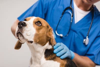 Should I Get My Dog Vaccinated? Why & When to Do It Should I Get My Dog Vaccinated? Why & When to Do It