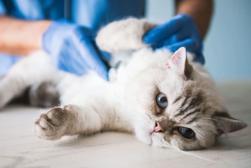 Why Your Cat Might Need Intestinal Blockage Surgery Why Your Cat Might Need Intestinal Blockage Surgery