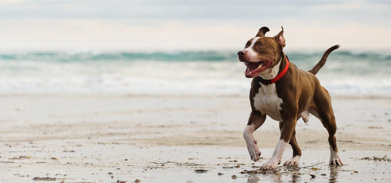 Northgate Veterinary Clinic Hero Image Northgate Veterinary Clinic Hero Image