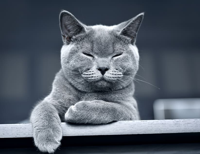 Welcome to Harris Parkway Animal Hospital in Fort Worth Hero Image Welcome to Harris Parkway Animal Hospital in Fort Worth Hero Image