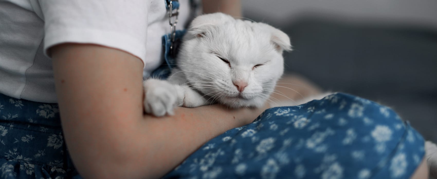 Jackson Animal Clinic Hero Image Jackson Animal Clinic Hero Image