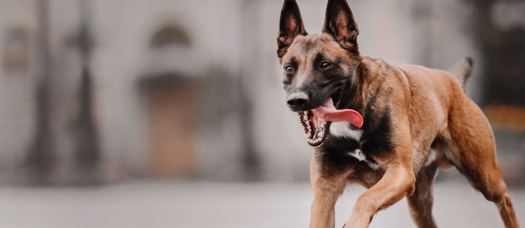 Queens Animal Hospital Hero Image Queens Animal Hospital Hero Image