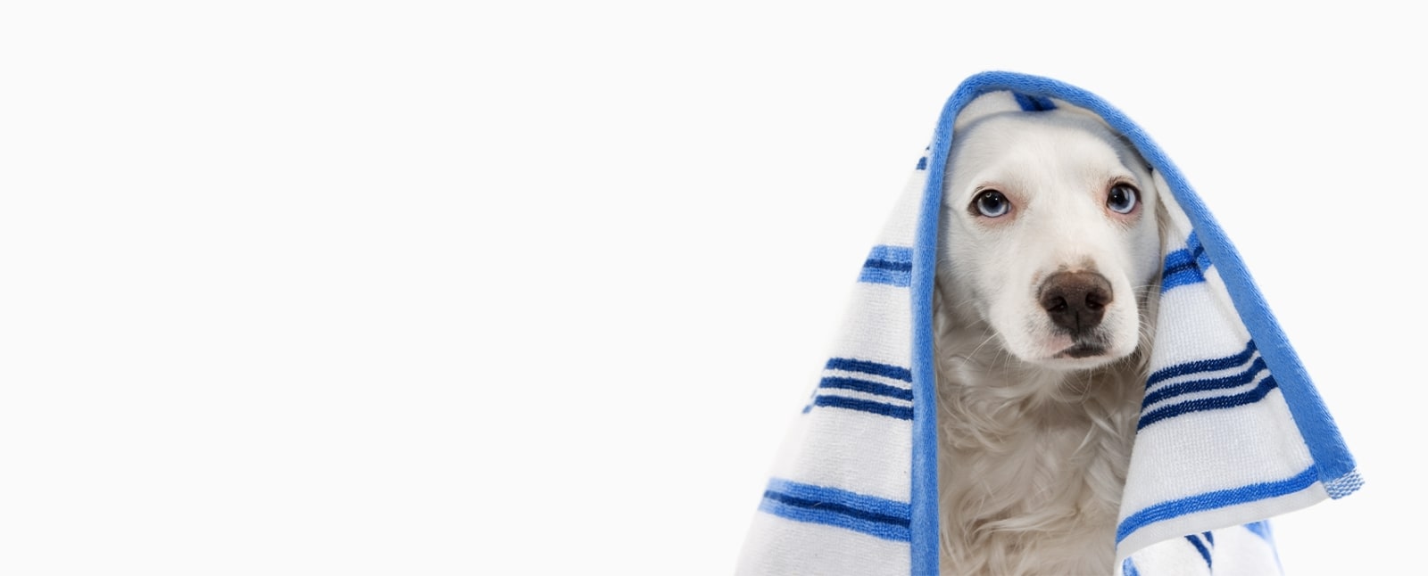 Cedar Animal Medical Center Hero Image Cedar Animal Medical Center Hero Image