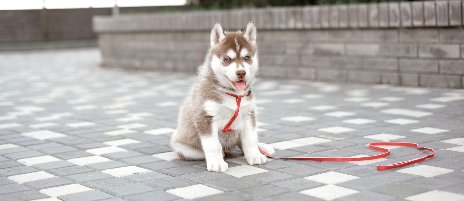 Fayette Veterinary Medical Center Hero Image Fayette Veterinary Medical Center Hero Image