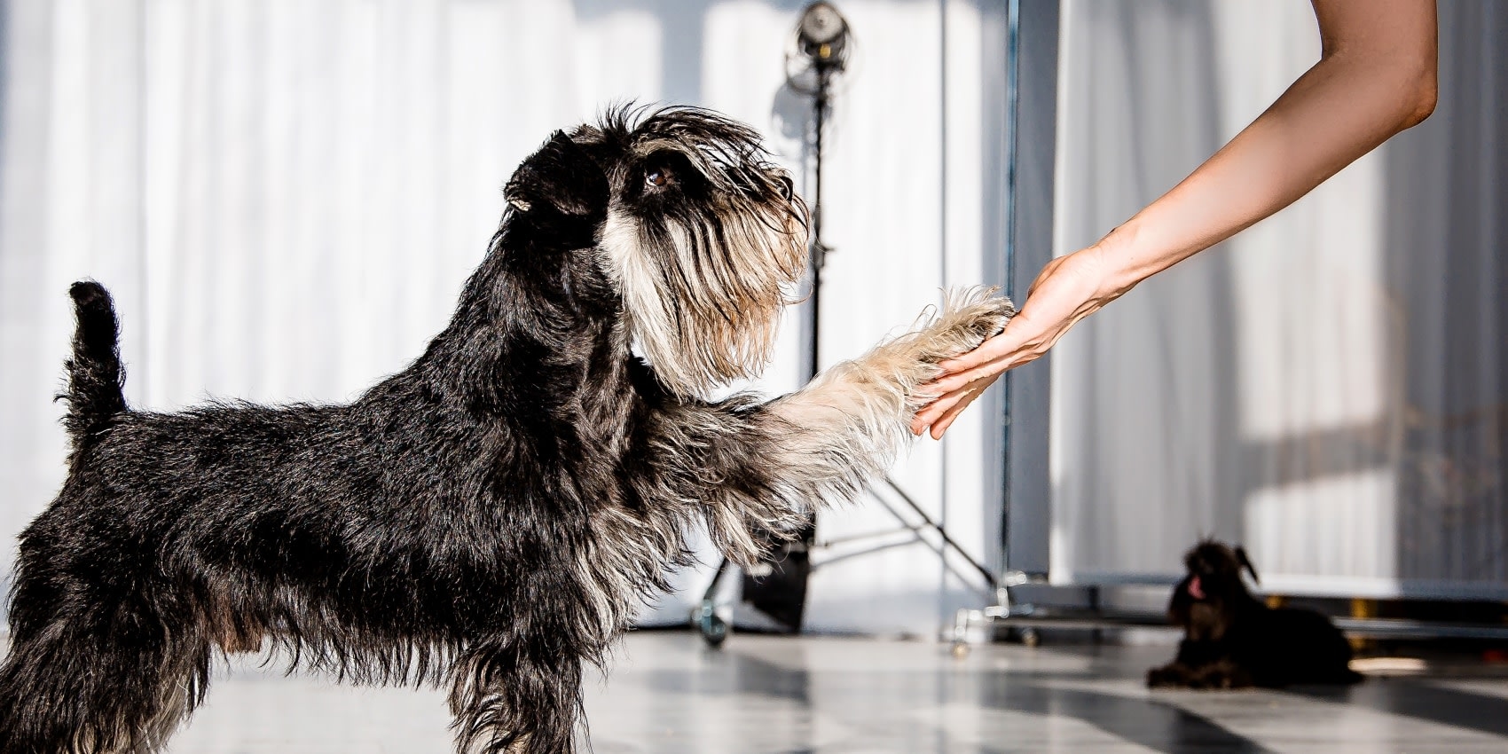 Animal Friends Dermatology Hero Image Animal Friends Dermatology Hero Image