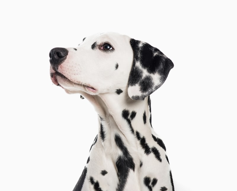 Smith Animal Hospital Hero Image Smith Animal Hospital Hero Image