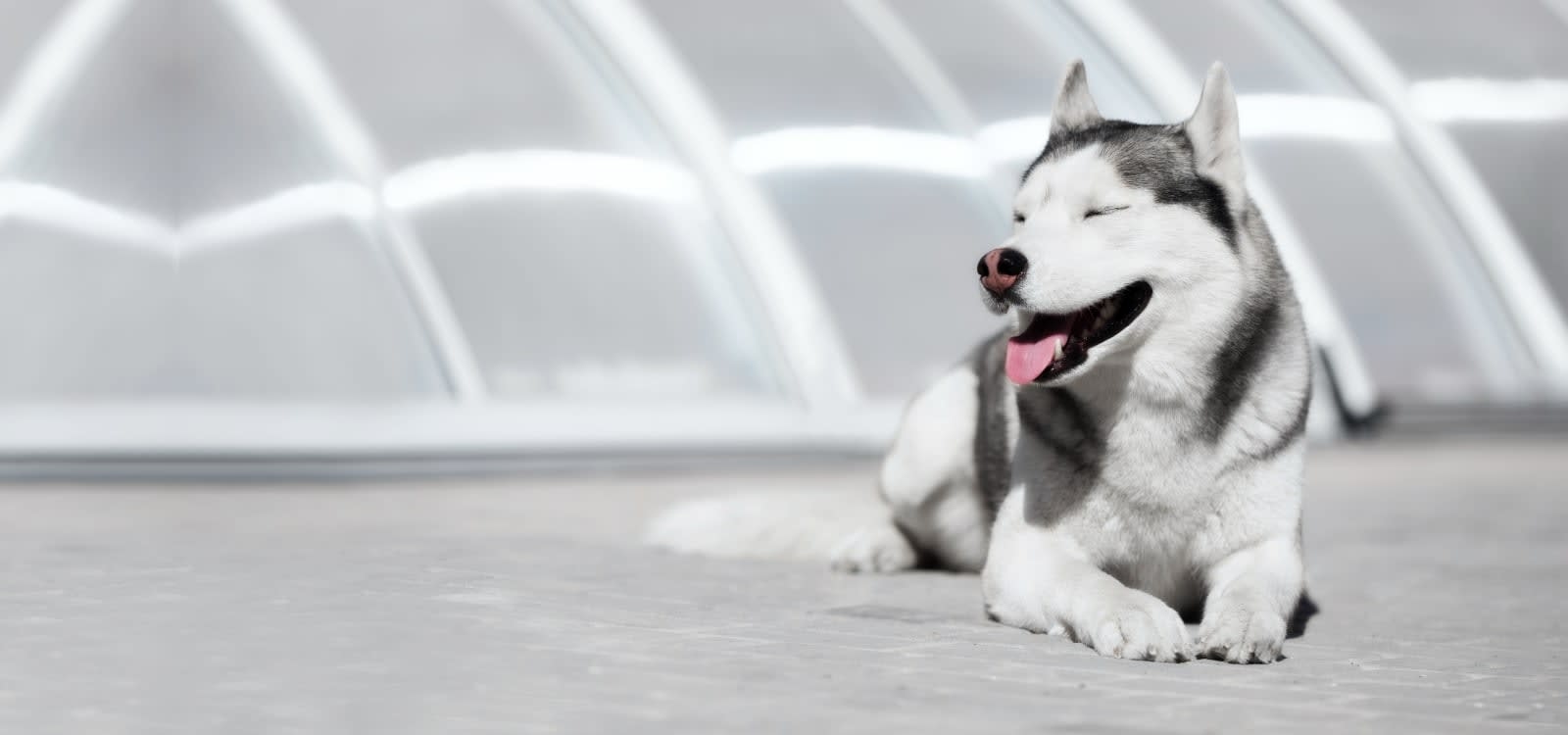 Santa Fe Pet Hospital Hero Image Santa Fe Pet Hospital Hero Image