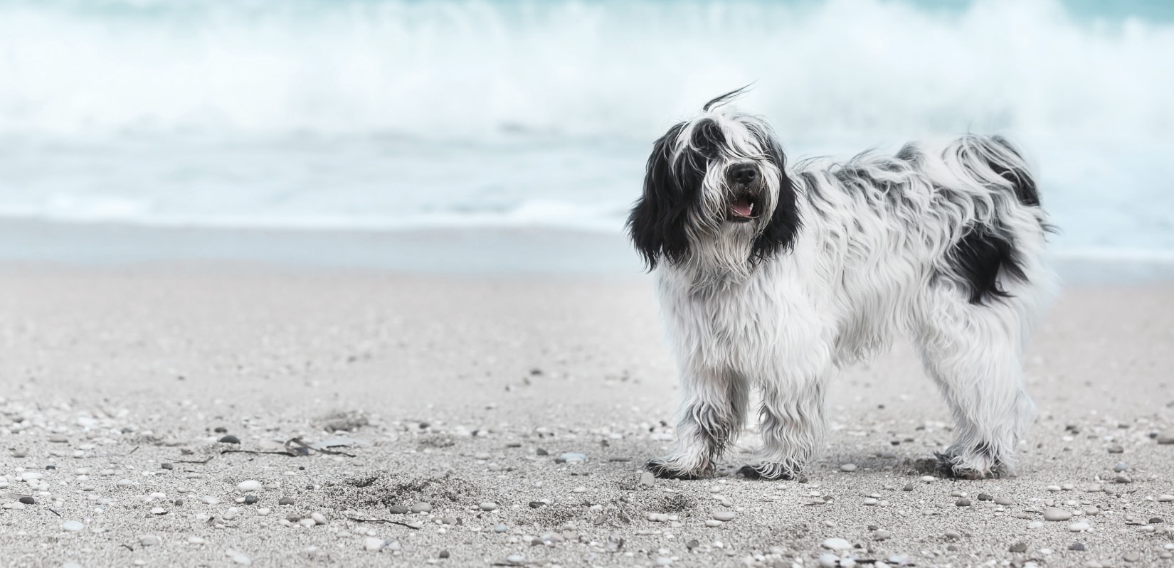 New England Animal Hospital Hero Image New England Animal Hospital Hero Image