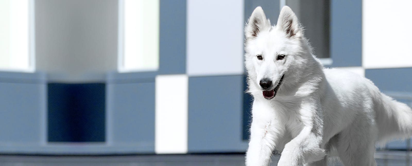 Welcome to Mountainaire Animal Clinic in Rock Springs! Hero Image Welcome to Mountainaire Animal Clinic in Rock Springs! Hero Image