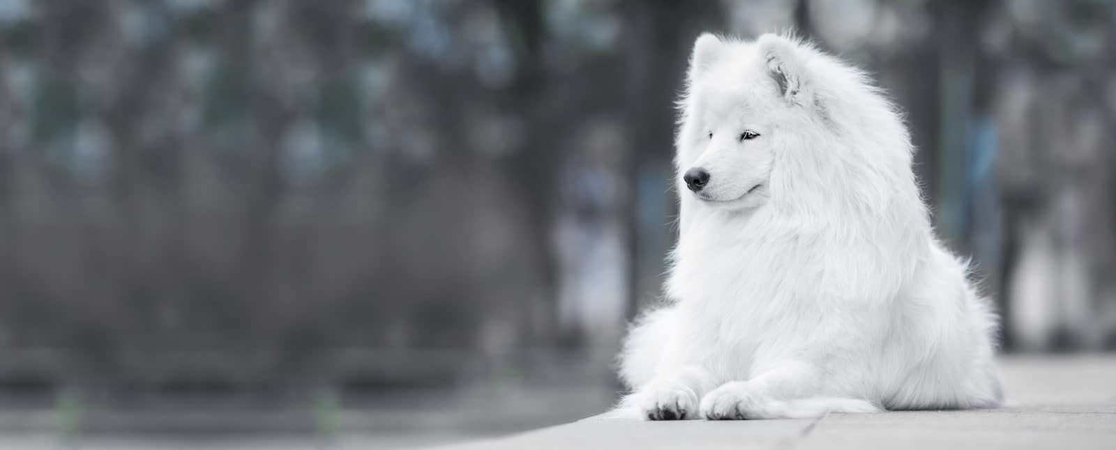 Animal Clinic of Benicia Hero Image Animal Clinic of Benicia Hero Image