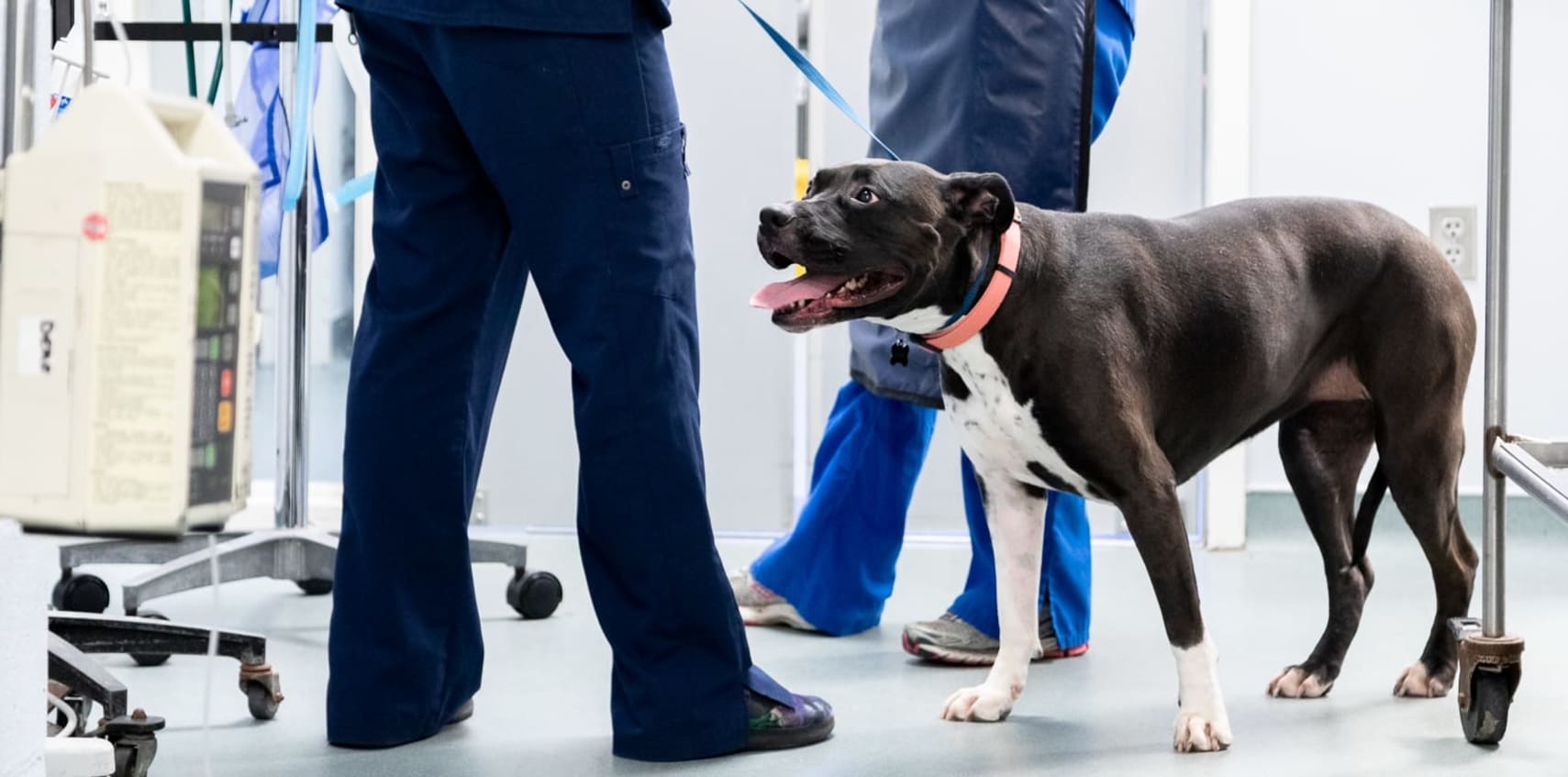 24/7 Emergency Vet in Somerset County Hero Image 24/7 Emergency Vet in Somerset County Hero Image