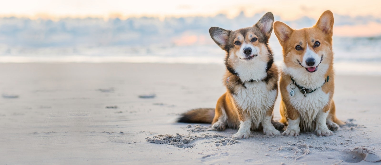 Southwest Florida Veterinary Specialists Hero Image Southwest Florida Veterinary Specialists Hero Image