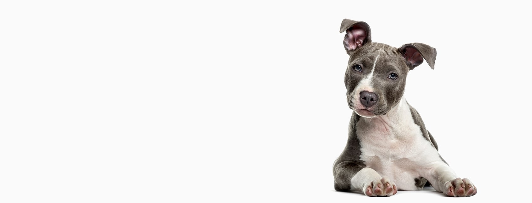 Des Moines Veterinary Hospital Hero Image Des Moines Veterinary Hospital Hero Image