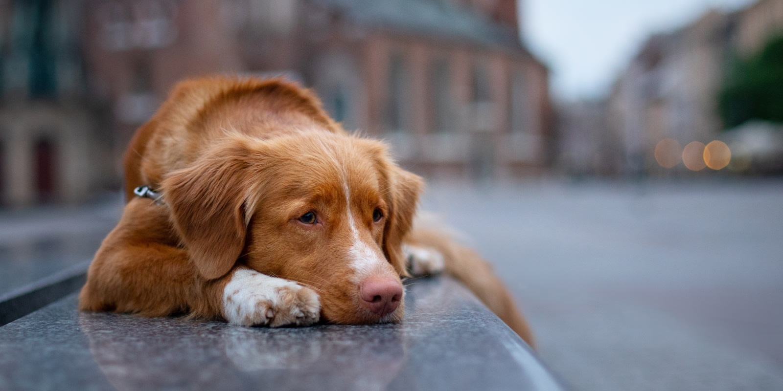 Sunnymead Veterinary Clinic Hero Image Sunnymead Veterinary Clinic Hero Image