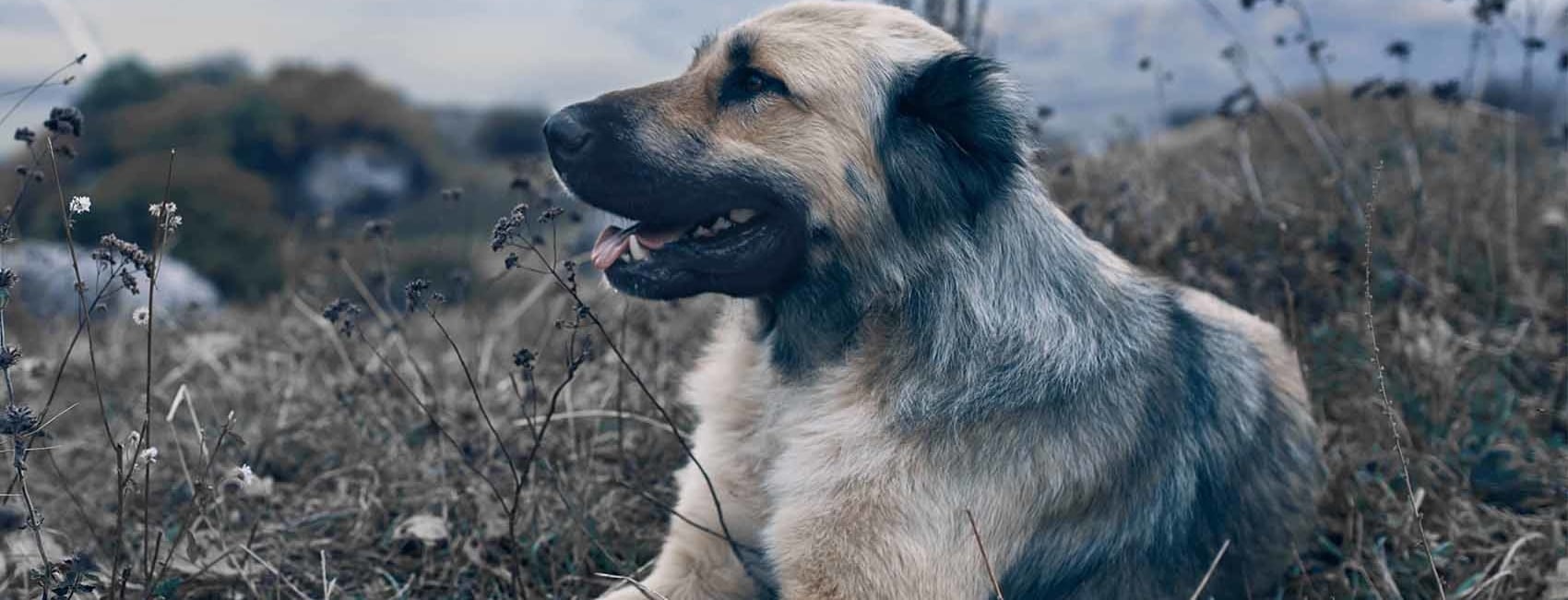 Pittsboro Animal Hospital Hero Image Pittsboro Animal Hospital Hero Image