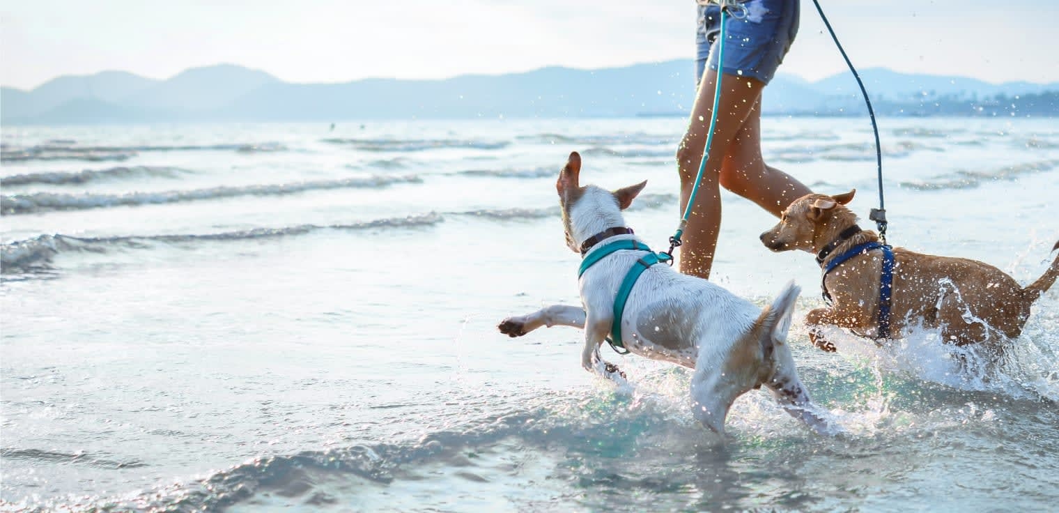 Colonial Park Animal Clinic Hero Image Colonial Park Animal Clinic Hero Image