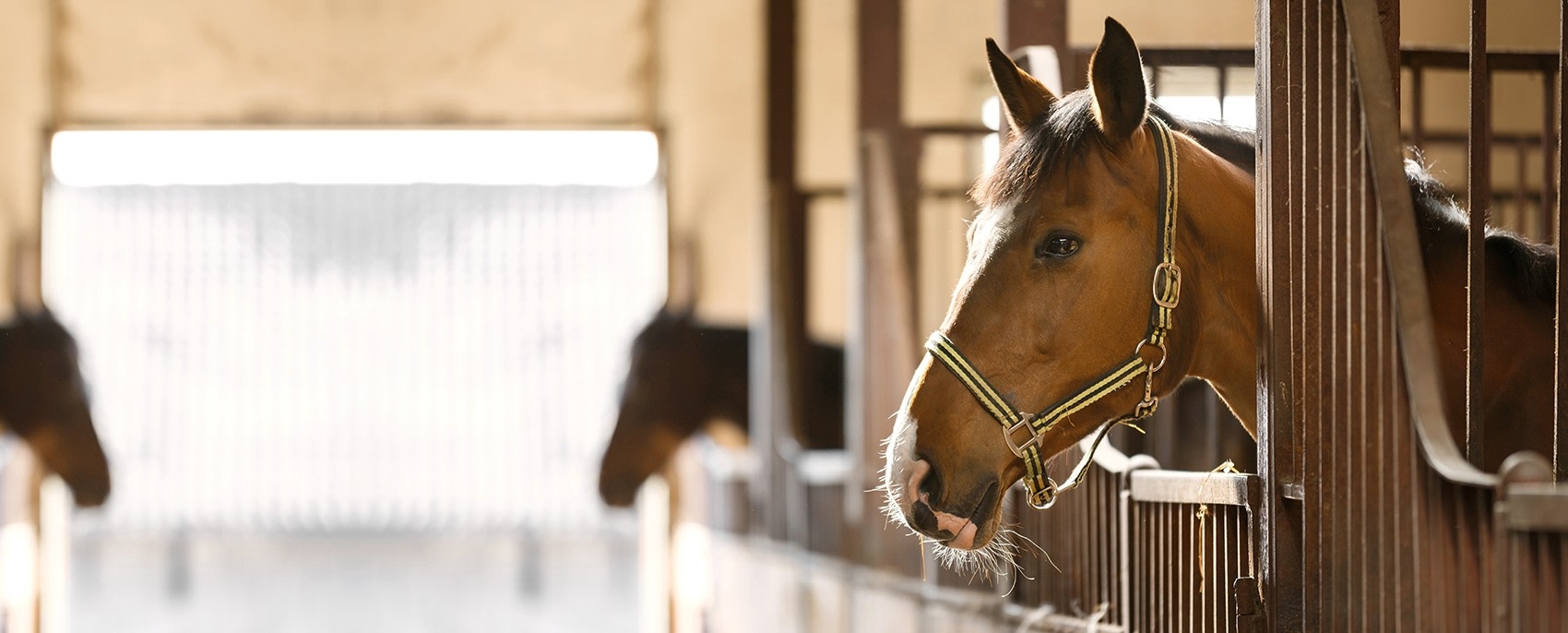 Northwest Veterinary Clinic of Mount Vernon Hero Image Northwest Veterinary Clinic of Mount Vernon Hero Image