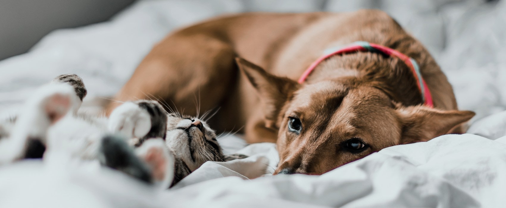 Animal Hospital in North Fort Myers Hero Image Animal Hospital in North Fort Myers Hero Image