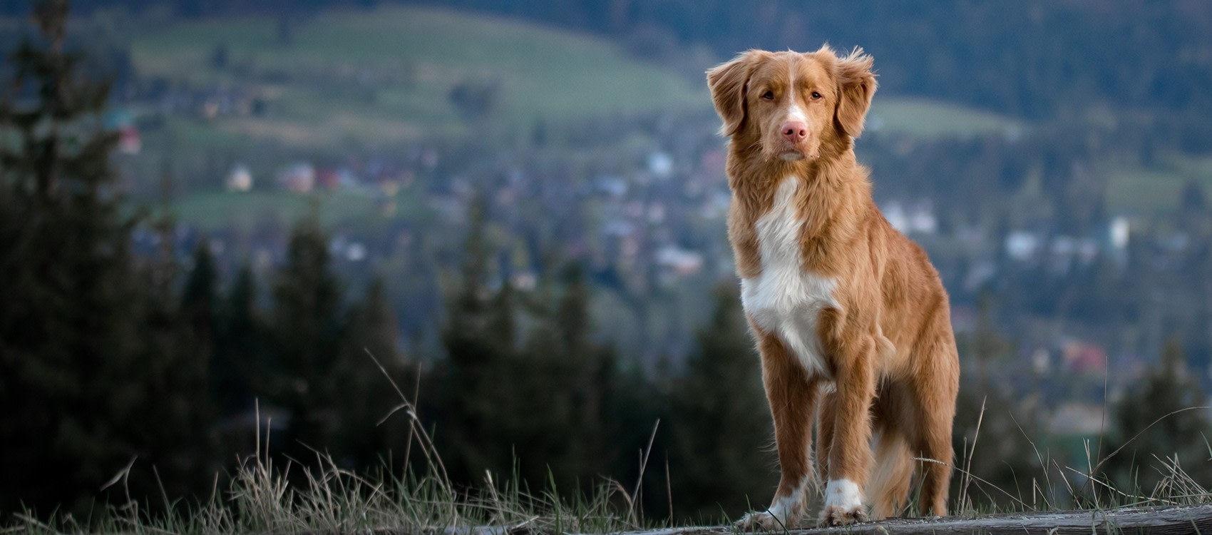 New Ulm Regional Veterinary Center Hero Image New Ulm Regional Veterinary Center Hero Image