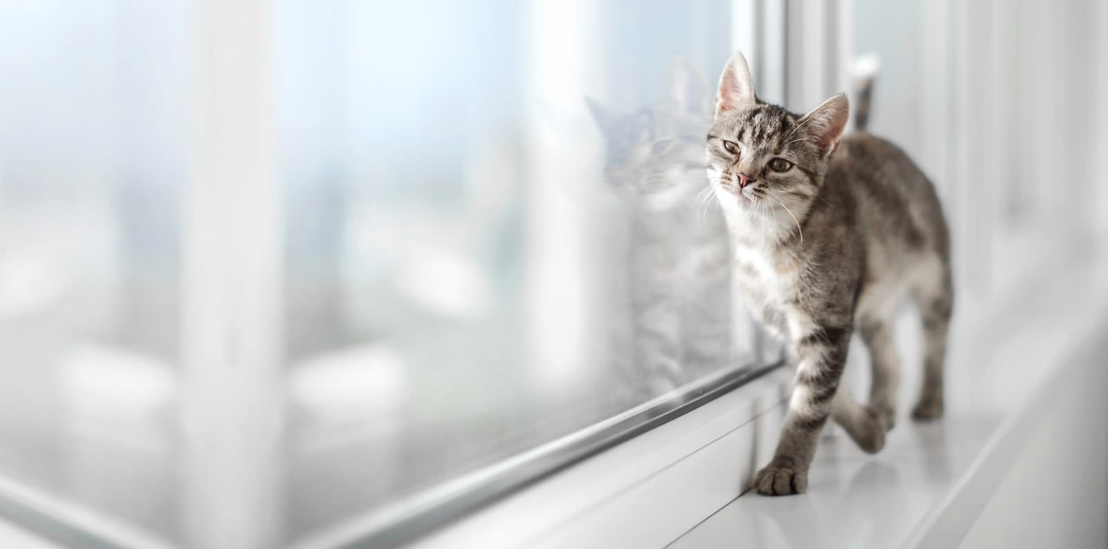 Harbor Animal Hospital Hero Image Harbor Animal Hospital Hero Image