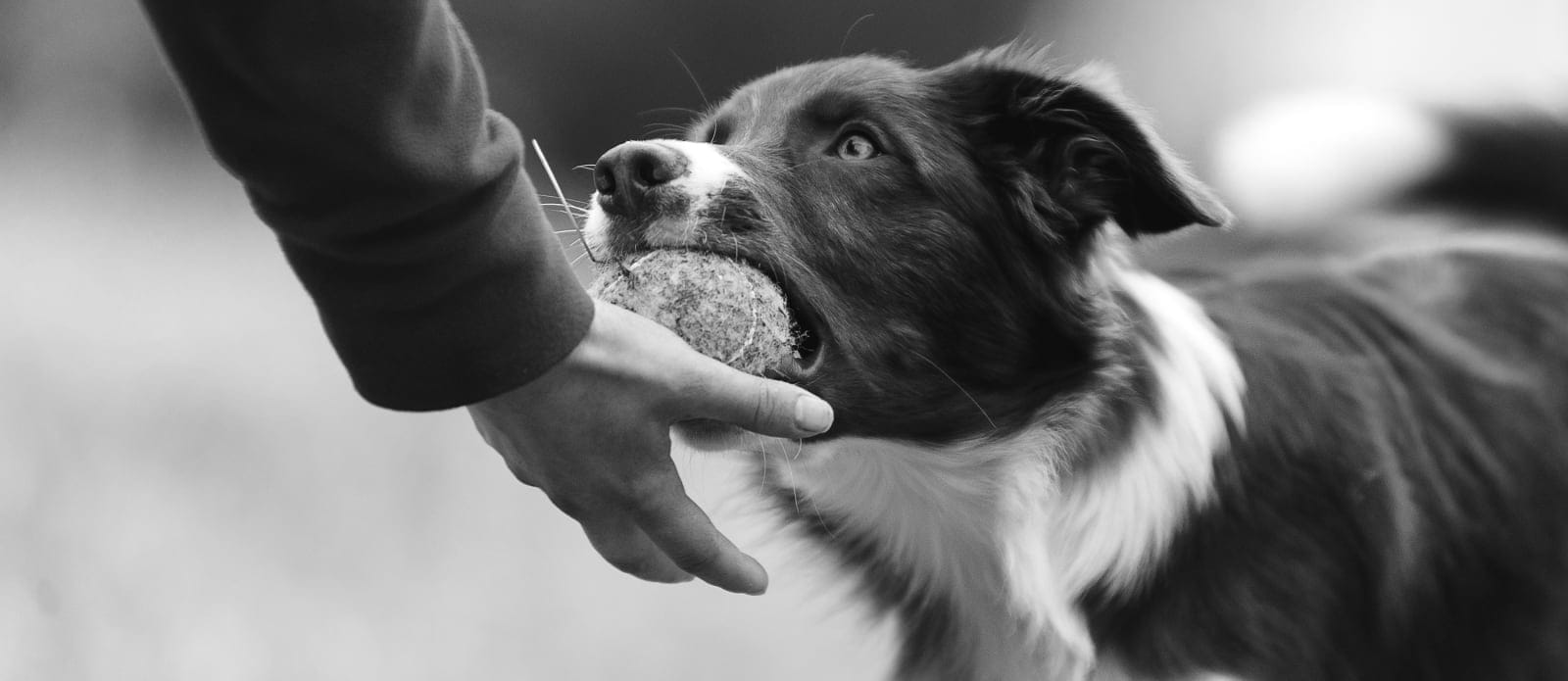 Anaheim Animal Care & Pet Hospital Hero Image Anaheim Animal Care & Pet Hospital Hero Image