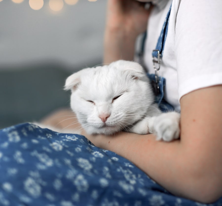 Advanced Care Animal Clinic Hero Image Advanced Care Animal Clinic Hero Image