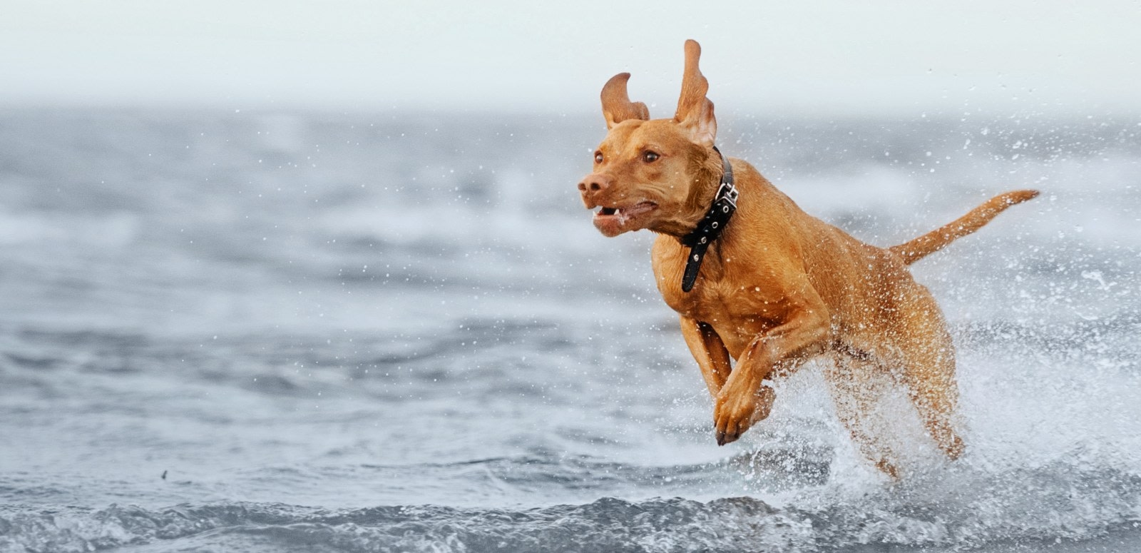 East Coweta Veterinary Hospital Hero Image East Coweta Veterinary Hospital Hero Image