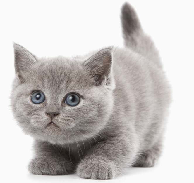 Plainfield Animal Hospital Hero Image Plainfield Animal Hospital Hero Image