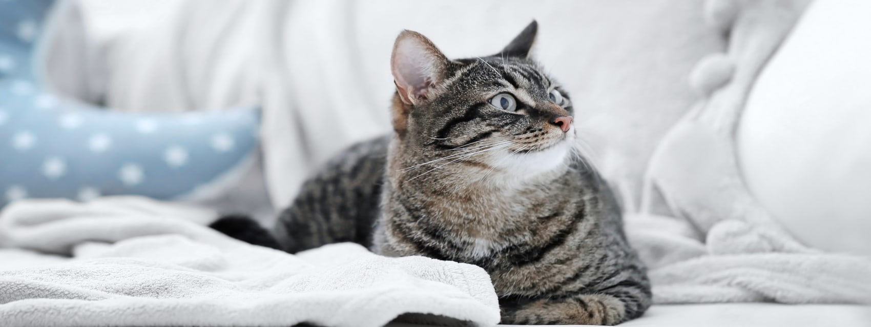 Southgate Animal Hospital Hero Image Southgate Animal Hospital Hero Image