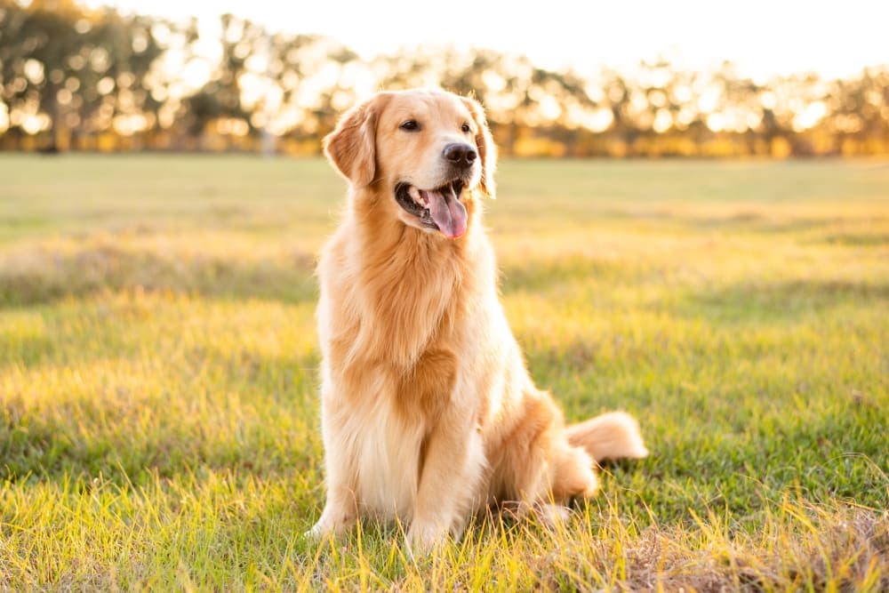 Importance of Parasite Control in Dogs Importance of Parasite Control in Dogs