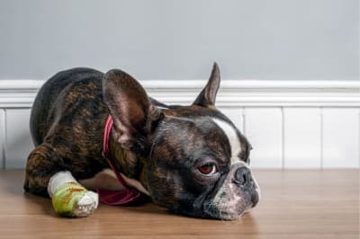 What To Do If Your Dog Has a Cut Paw Pad What To Do If Your Dog Has a Cut Paw Pad