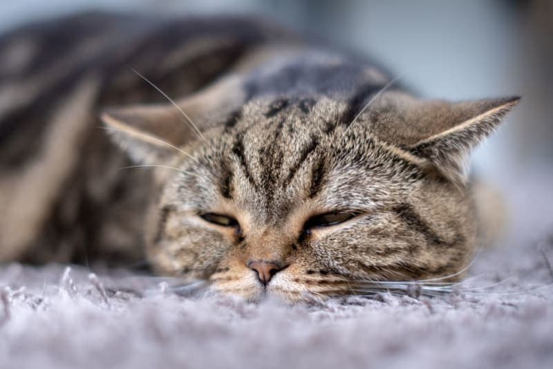 Cat Illnesses Cat Illnesses