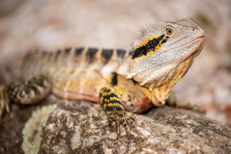 Best Reptile Pets For Beginners Best Reptile Pets For Beginners