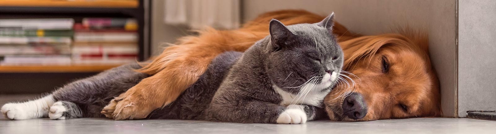 Torrance Companion Animal Hospital About Hero Torrance Companion Animal Hospital About Hero